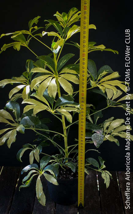 Schefflera Arboricola Madame De Smet, umbrella tree, organically grown tropical plants for sale at TOMs FLOWer CLUB.