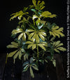 Schefflera Arboricola Madame De Smet, umbrella tree, organically grown tropical plants for sale at TOMs FLOWer CLUB.