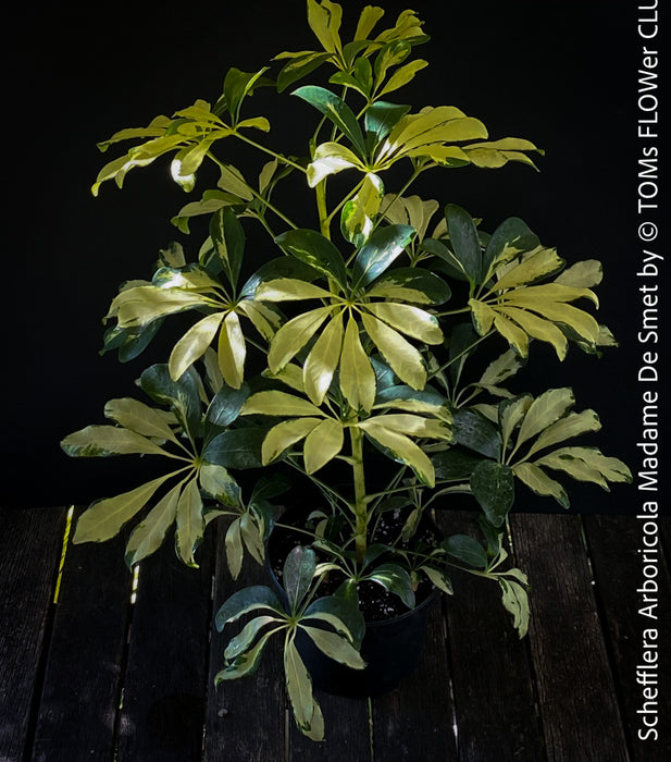 Schefflera Arboricola Madame De Smet, umbrella tree, organically grown tropical plants for sale at TOMs FLOWer CLUB.