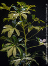 Schefflera Arboricola Madame De Smet, umbrella tree, organically grown tropical plants for sale at TOMs FLOWer CLUB.