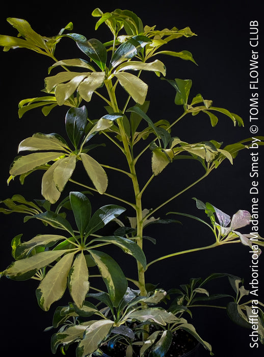 Schefflera Arboricola Madame De Smet, umbrella tree, organically grown tropical plants for sale at TOMs FLOWer CLUB.