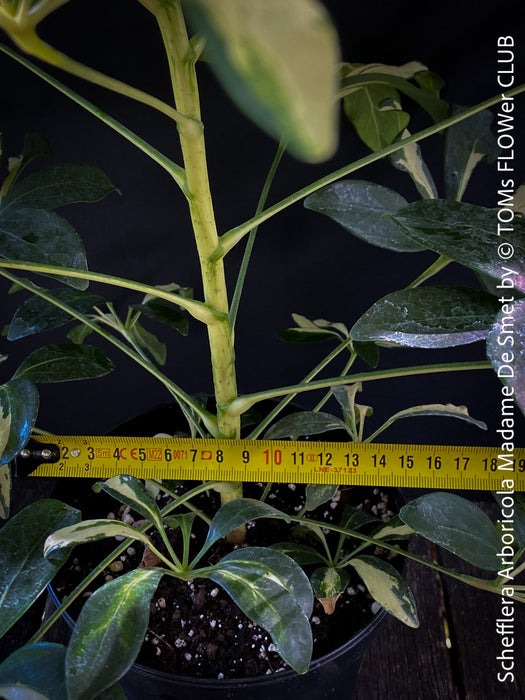 Schefflera Arboricola Madame De Smet, umbrella tree, organically grown tropical plants for sale at TOMs FLOWer CLUB.