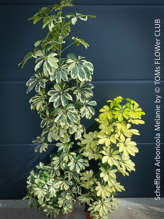 Schefflera Arboricola Melanie, umbrella tree, organically grown tropical plants for sale at TOMs FLOWer CLUB.