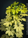 Schefflera Arboricola Melanie, umbrella tree, organically grown tropical plants for sale at TOMs FLOWer CLUB.
