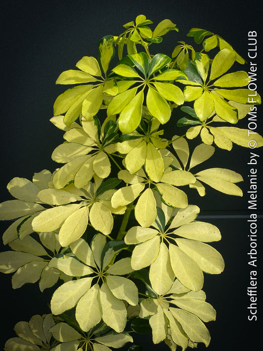 Schefflera Arboricola Melanie, umbrella tree, organically grown tropical plants for sale at TOMs FLOWer CLUB.