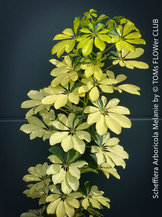 Schefflera Arboricola Melanie, umbrella tree, organically grown tropical plants for sale at TOMs FLOWer CLUB.