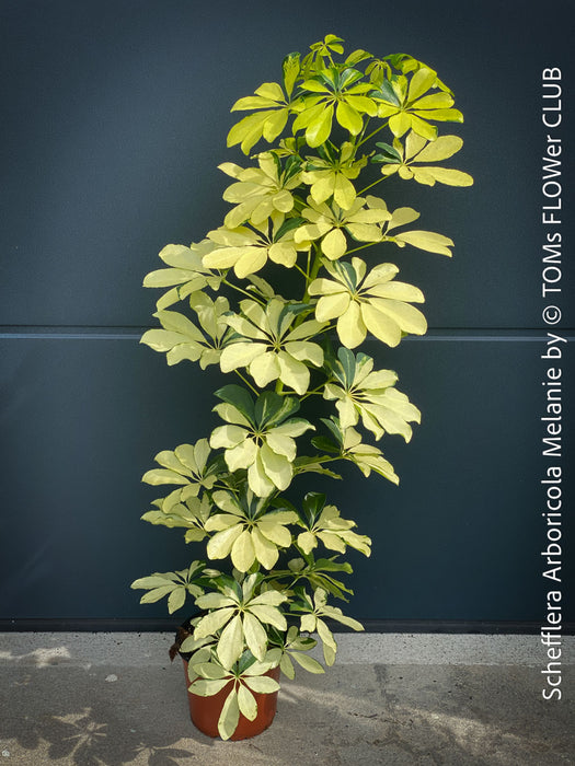 Schefflera Arboricola Melanie, umbrella tree, organically grown tropical plants for sale at TOMs FLOWer CLUB.