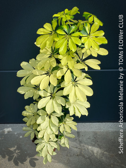 Schefflera Arboricola Melanie, umbrella tree, organically grown tropical plants for sale at TOMs FLOWer CLUB.