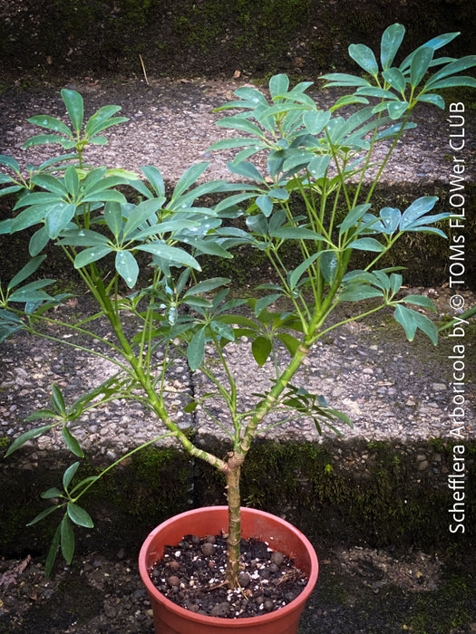 Schefflera Arboricola, bonsai tree, umbrella tree, organically grown tropical plants for sale at TOMs FLOWer CLUB.
