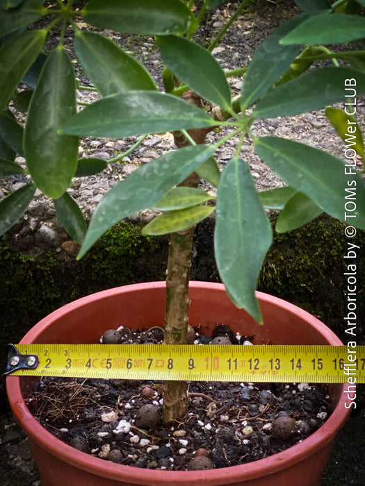 Schefflera Arboricola, bonsai tree, umbrella tree, organically grown tropical plants for sale at TOMs FLOWer CLUB.