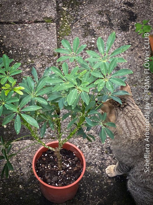 Schefflera Arboricola, bonsai tree, umbrella tree, organically grown tropical plants for sale at TOMs FLOWer CLUB.