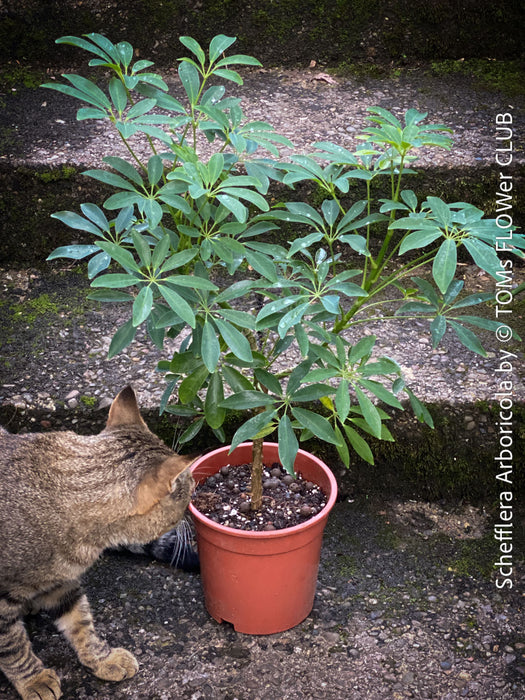 Schefflera Arboricola, bonsai tree, umbrella tree, organically grown tropical plants for sale at TOMs FLOWer CLUB.