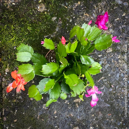 Schlumbergera Truncata, red, pink, white flowering, Christmas cactus, Weihnachtskaktus, organically grown succulent plants for sale at TOMs FLOWer CLUB.