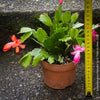 Schlumbergera Truncata, red, pink, white flowering, Christmas cactus, Weihnachtskaktus, organically grown succulent plants for sale at TOMs FLOWer CLUB.