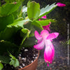 Schlumbergera Truncata, red, pink, white flowering, Christmas cactus, Weihnachtskaktus, organically grown succulent plants for sale at TOMs FLOWer CLUB.