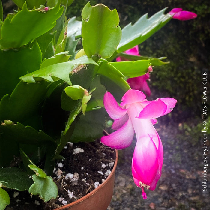 Schlumbergera Truncata, red, pink, white flowering, Christmas cactus, Weihnachtskaktus, organically grown succulent plants for sale at TOMs FLOWer CLUB.