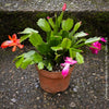 Schlumbergera Truncata, red, pink, white flowering, Christmas cactus, Weihnachtskaktus, organically grown succulent plants for sale at TOMs FLOWer CLUB.