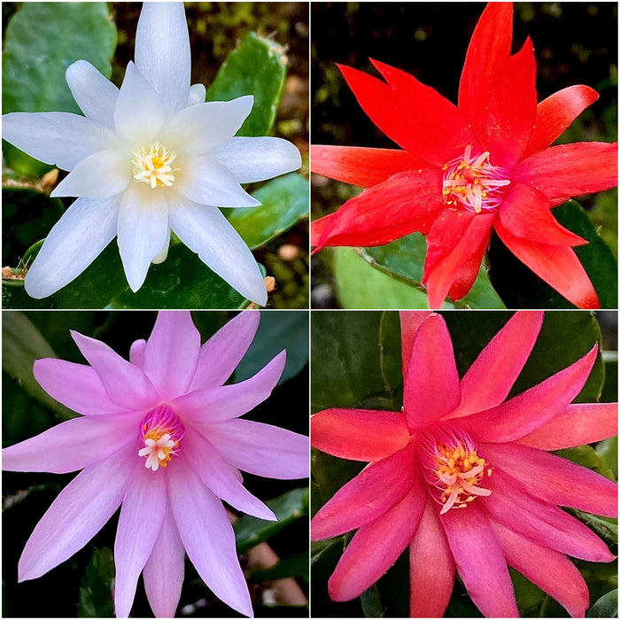 Schlumbergera Truncata, red, pink, white flowering, Christmas cactus, Weihnachtskaktus, organically grown succulent plants for sale at TOMs FLOWer CLUB.