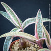 Scilla violacea Albo-variegata, Ledebouria socialis, TOMs FLOWer CLUB, organically grown for sale.