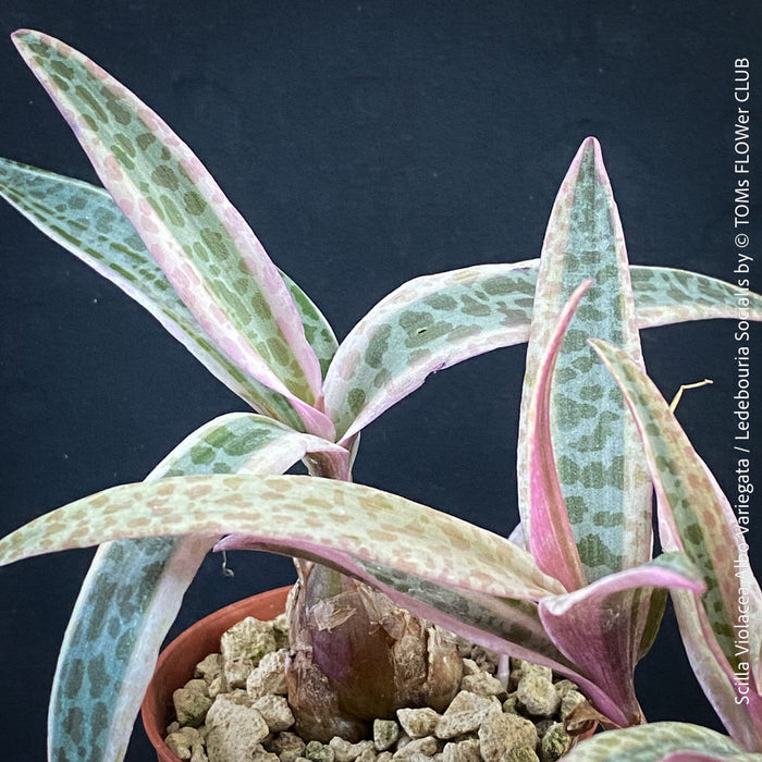 Scilla violacea Albo-variegata, Ledebouria socialis, TOMs FLOWer CLUB, organically grown for sale.