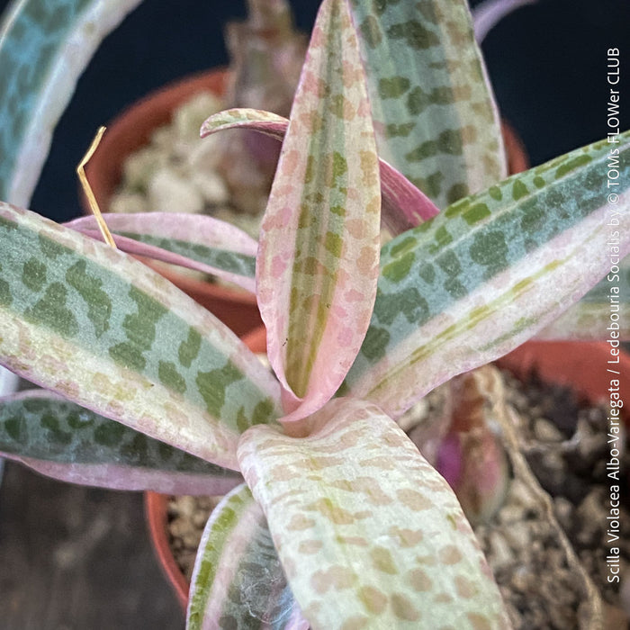 Scilla violacea Albo-variegata, Ledebouria socialis, TOMs FLOWer CLUB, organically grown for sale.