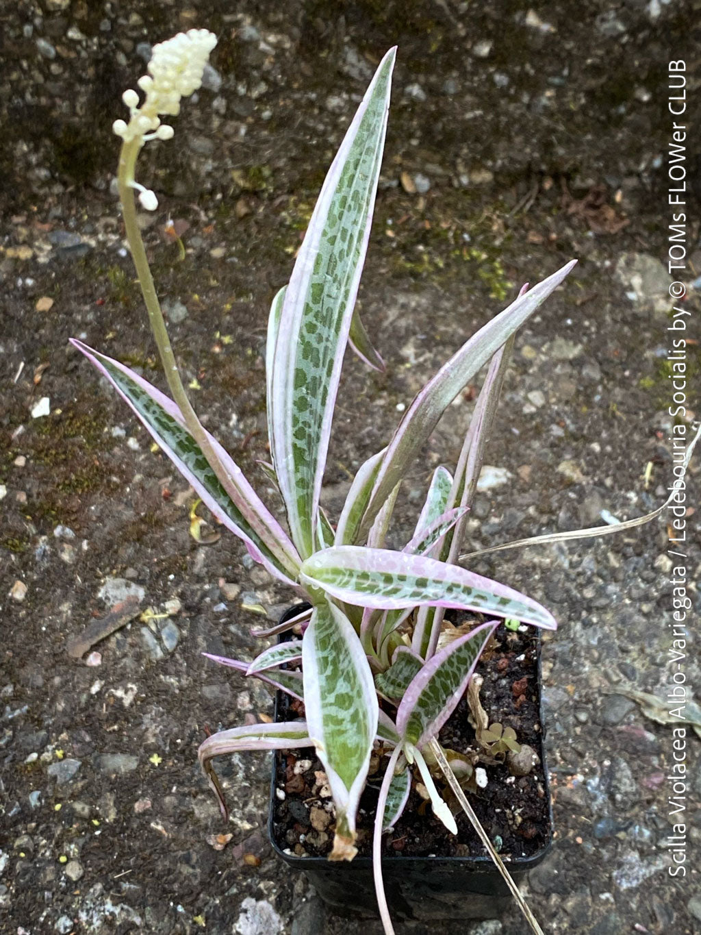 scilla violacea plant Scilla Violacea Albo-Variegata / Ledebouria Socialis
