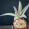 Scilla violacea Albo-variegata, Ledebouria socialis, TOMs FLOWer CLUB, organically grown for sale.