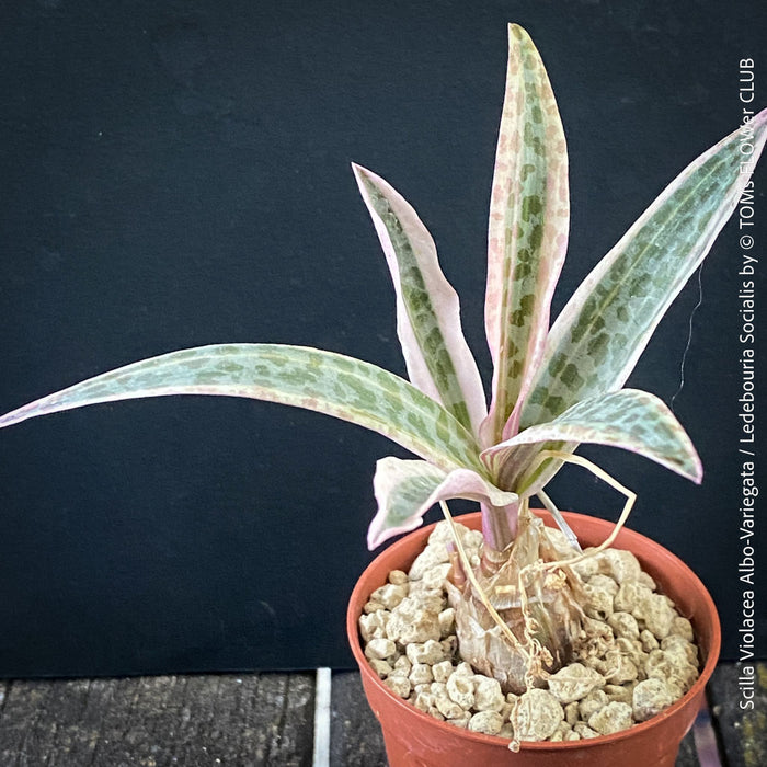 Scilla violacea Albo-variegata, Ledebouria socialis, TOMs FLOWer CLUB, organically grown for sale.