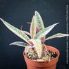 Scilla violacea Albo-variegata, Ledebouria socialis, TOMs FLOWer CLUB, organically grown for sale.