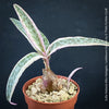 Scilla violacea Albo-variegata, Ledebouria socialis, TOMs FLOWer CLUB, organically grown for sale.