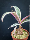 Scilla violacea Albo-variegata, Ledebouria socialis, TOMs FLOWer CLUB, organically grown for sale.