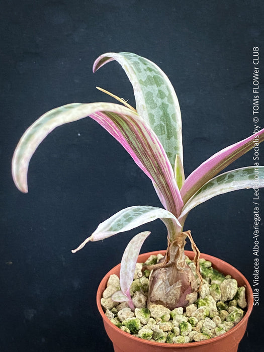 Scilla violacea Albo-variegata, Ledebouria socialis, TOMs FLOWer CLUB, organically grown for sale.