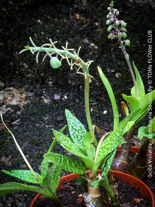 Scilla Violacea / Ledebouria Socialis