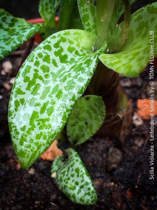 Scilla Violacea / Ledebouria Socialis