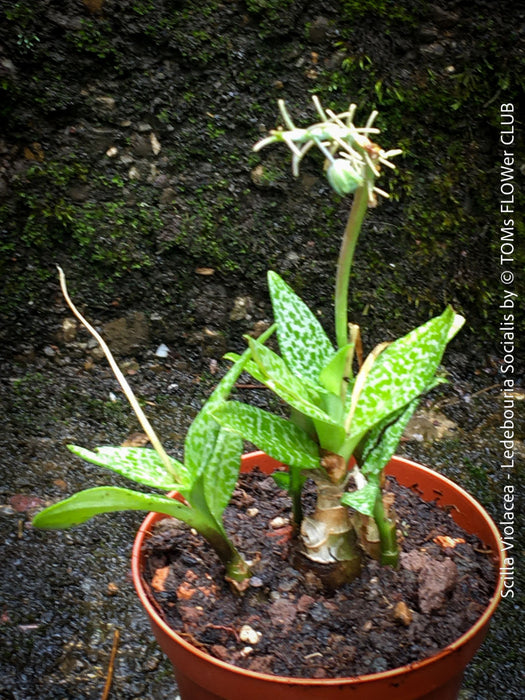 Scilla violacea, Ledebouria socialis, organically grown plants for sale at TOMs FLOWer CLUB, Zimmerpflanzen, succulent and caudex and low maintenance plants.