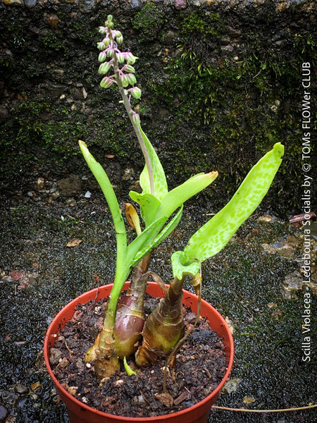 Scilla violacea, Ledebouria socialis, organically grown plants for sale at TOMs FLOWer CLUB, Zimmerpflanzen, succulent and caudex and low maintenance plants.