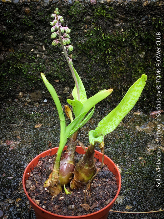 scilla succulent Scilla violacea / Ledebouria socialis | organically grown succulent plants