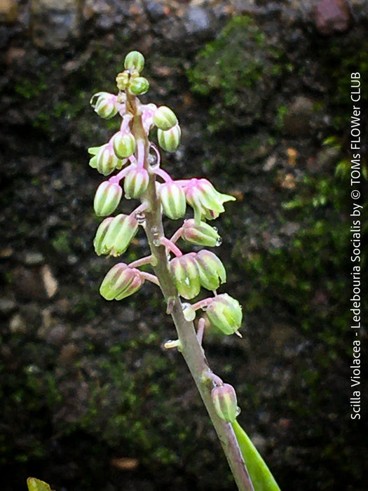Scilla violacea, Ledebouria socialis, organically grown plants for sale at TOMs FLOWer CLUB, Zimmerpflanzen, succulent and caudex and low maintenance plants.
