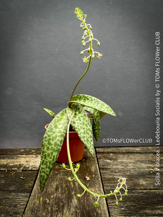 Scilla violacea, Ledebouria socialis, organically grown plants for sale at TOMs FLOWer CLUB, Zimmerpflanzen, succulent and caudex and low maintenance plants.