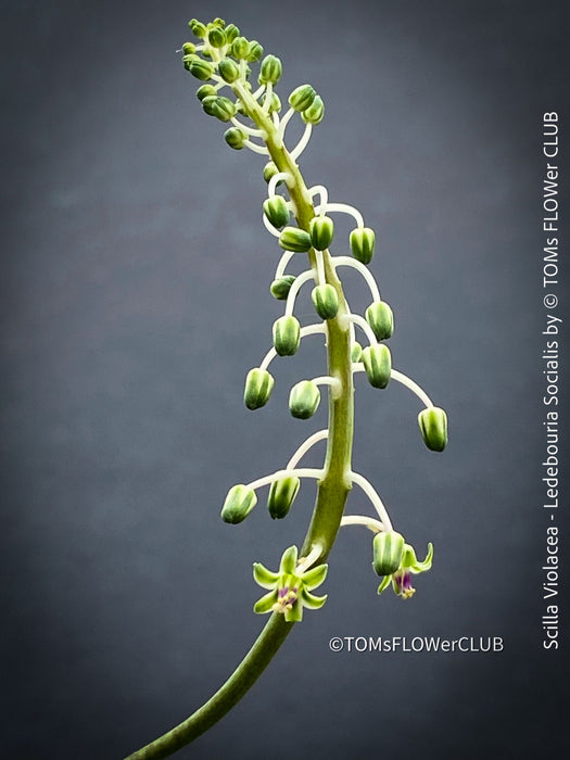 Scilla violacea, Ledebouria socialis, organically grown plants for sale at TOMs FLOWer CLUB, Zimmerpflanzen, succulent and caudex and low maintenance plants.