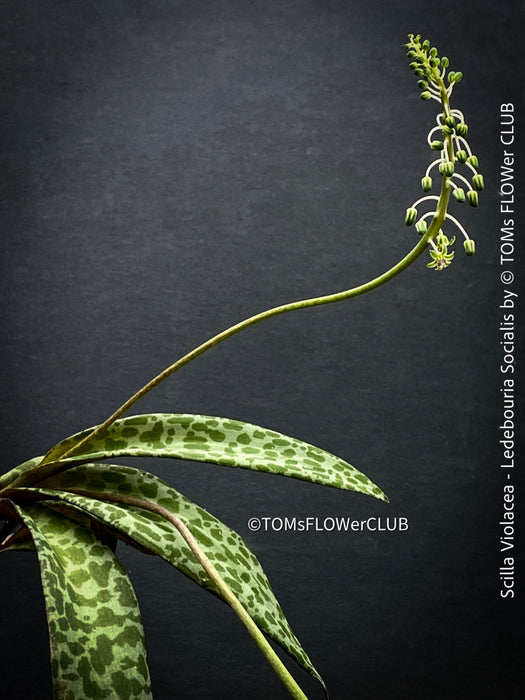 Scilla violacea, Ledebouria socialis, organically grown plants for sale at TOMs FLOWer CLUB, Zimmerpflanzen, succulent and caudex and low maintenance plants.