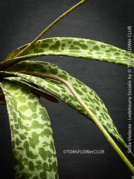 Scilla violacea, Ledebouria socialis, organically grown plants for sale at TOMs FLOWer CLUB, Zimmerpflanzen, succulent and caudex and low maintenance plants.