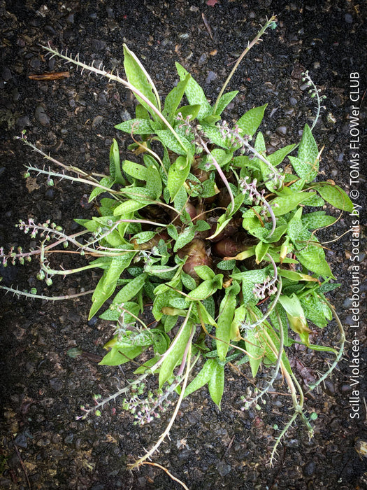 Scilla violacea, Ledebouria socialis, organically grown plants for sale at TOMs FLOWer CLUB, Zimmerpflanzen, succulent and caudex and low maintenance plants.