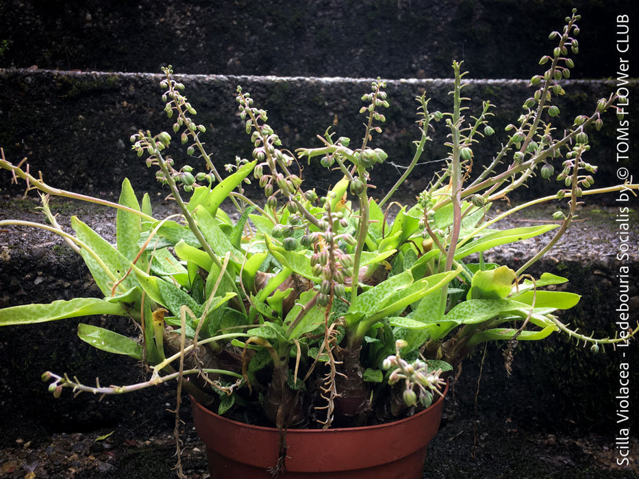 Scilla violacea, Ledebouria socialis, organically grown plants for sale at TOMs FLOWer CLUB, Zimmerpflanzen, succulent and caudex and low maintenance plants.