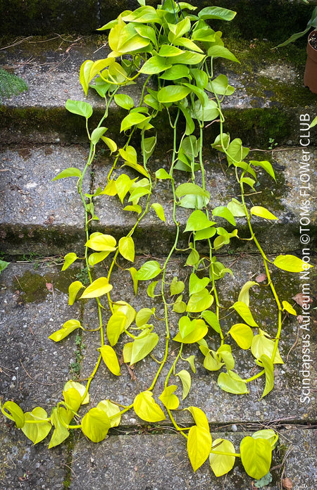 Scindapsus Aureum Neon, Efeutüte, oragnisally grown plants for sale at TOMs FLOWer CLUB. 