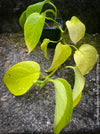 Scindapsus Aureum Neon, Efeutüte, oragnisally grown plants for sale at TOMs FLOWer CLUB. 