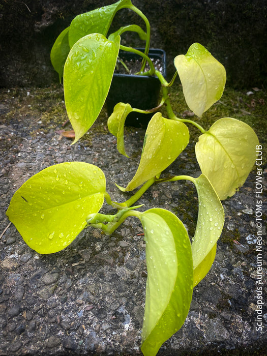 Scindapsus Aureum Neon, Efeutüte, oragnisally grown plants for sale at TOMs FLOWer CLUB. 