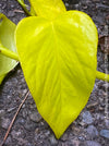 Scindapsus Aureum Neon, Efeutüte, oragnisally grown plants for sale at TOMs FLOWer CLUB. 