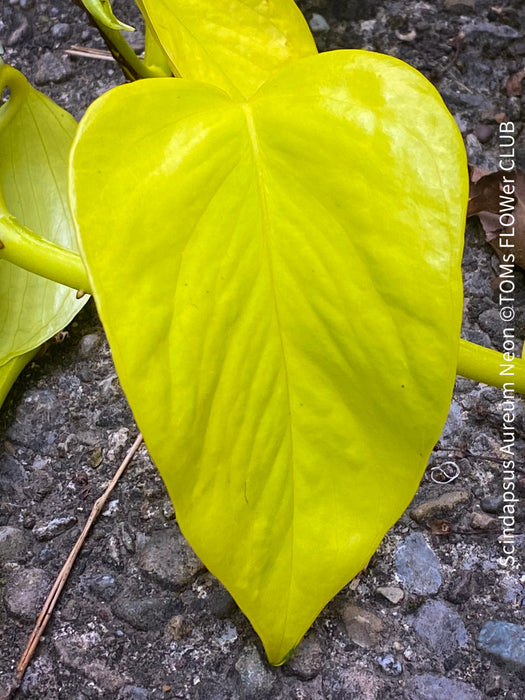 Scindapsus Aureum Neon, Efeutüte, oragnisally grown plants for sale at TOMs FLOWer CLUB. 