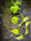Scindapsus Aureum Neon, Efeutüte, oragnisally grown plants for sale at TOMs FLOWer CLUB. 